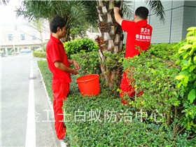 龍崗布吉馬山新村白蟻防治服務(wù)