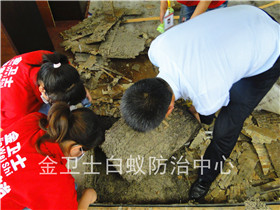 深圳南山信和自由廣場白蟻滅治服務(wù)