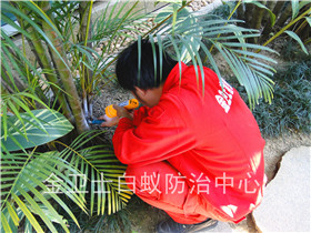 龍崗布吉麗湖上水花園白蟻防治服務(wù)