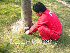 深圳觀瀾東洋喜島公司白蟻滅治服務(wù)