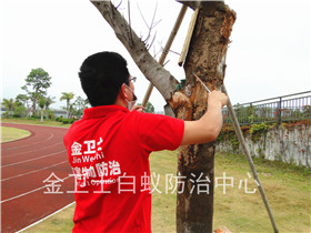 深圳羅湖區(qū)金城華庭白蟻防治服務(wù)