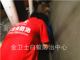 兄弟高登眼鏡店面白蟻防治服務(wù)